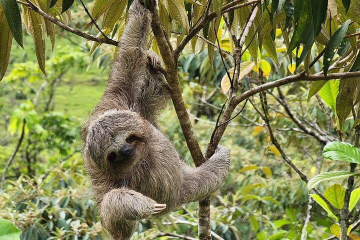 Sloths, Rio Celestes & Rainforest with Lunch, Full Day Tour - Photo 1 of 6